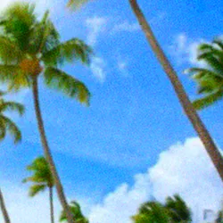 Paradise