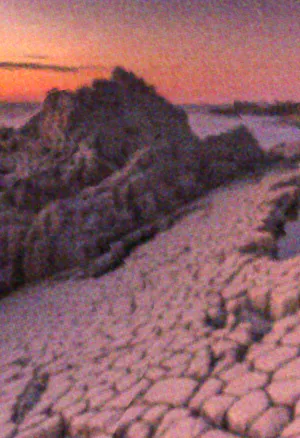 Beetleboy Gazania Background.webp