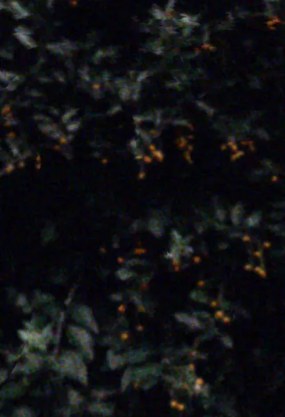 File:Beetleboy Pincushion Background.webp