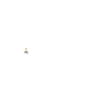 Beetle.png