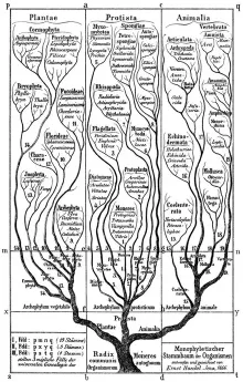 Black-and-white diagram of a tree of life, with plants, protists and animals branching from a single trunk