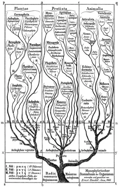 File:Haeckel-Ernst-1866.-General-Morphology-of-the-Organisms.-Berlin-Reimer..jpg