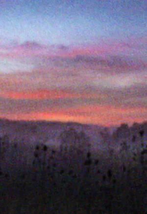 Beetleboy Giraffe Weevil Background.webp