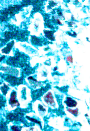 Beetleboy Hammer T5 Background.webp