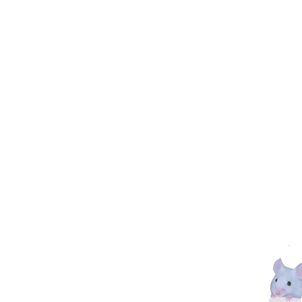 File:Ika.png