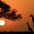 Thumbnail for version as of 19:38, 10 June 2026
