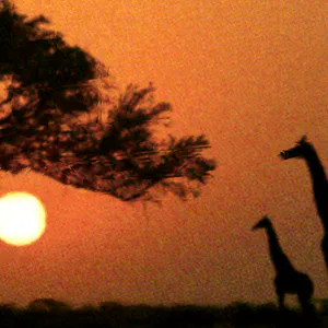 Africa