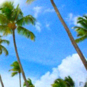 Paradise