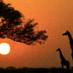 Africa
