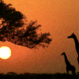 Remilio Background Africa