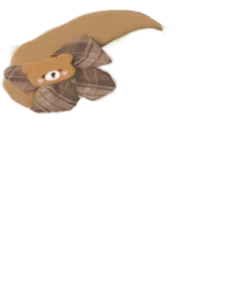 Bear Hat